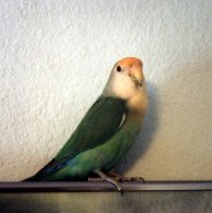 Bird 02