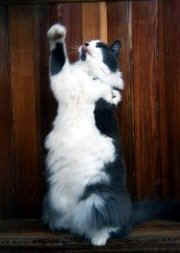 Cat 02