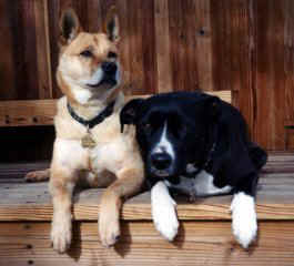 Dogpair 03